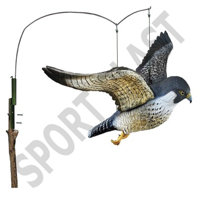 STAMPO FALCO PELLEGRINO IN VOLO
